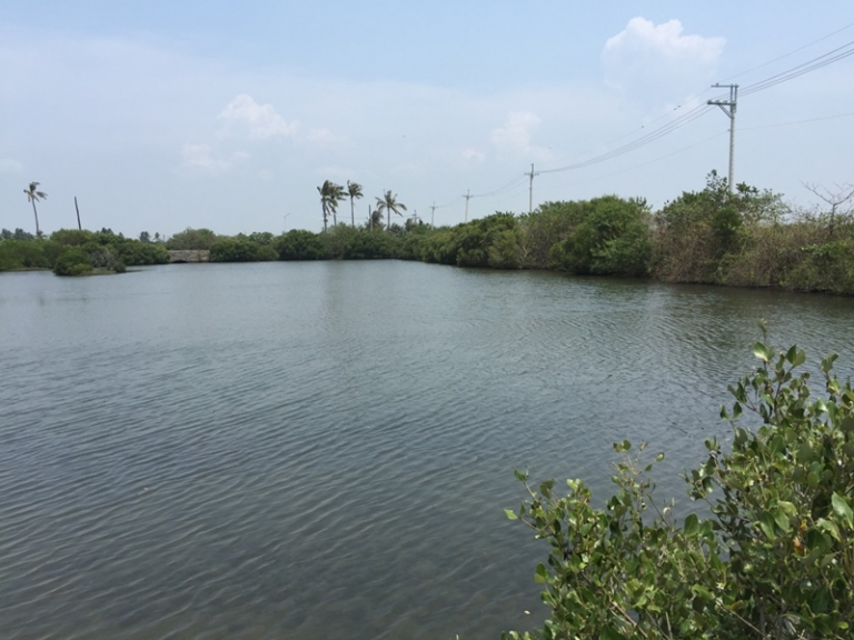 大鵬灣濕地之旅