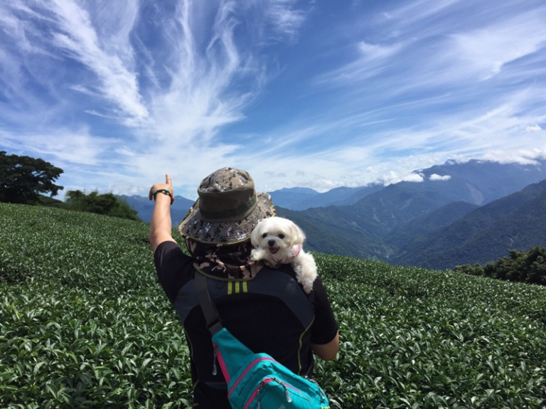 藤枝之旅